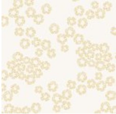Wandering - Charm Cotton
