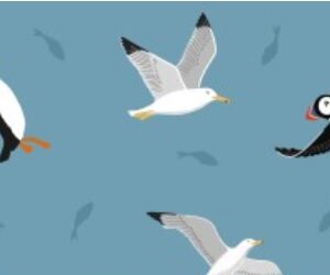 Puffins & gulls on coastal blue SM62.2